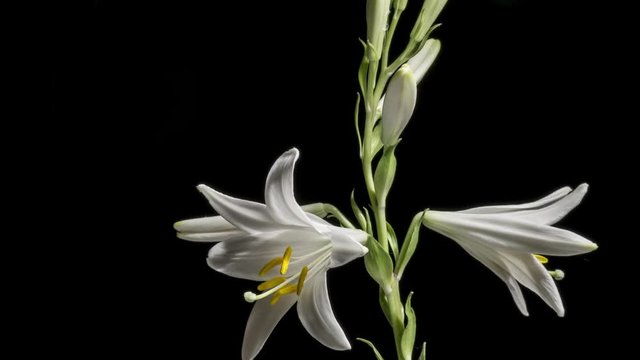 timelapse of blue lily flower blooming on black background
