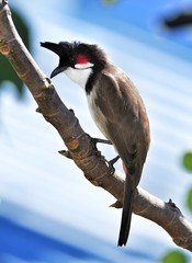 Red whiskered Bulbul bird on tree branch