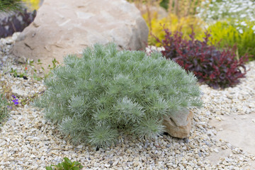 Artemisia santonicum Medicinal plant used in medicine