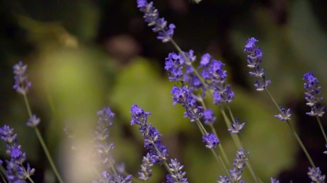 lavender flowers, Lavandula angustifolia,with a Large White, Pieris brassicae butterfly. Slow motion
