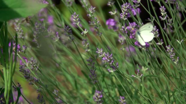 lavender flowers, Lavandula angustifolia,with a Large White, Pieris brassicae butterfly. Slow motion

