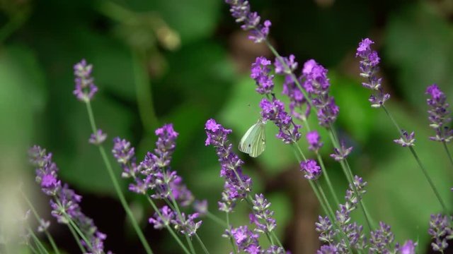 lavender flowers, Lavandula angustifolia,with a Large White, Pieris brassicae butterfly. Slow motion
