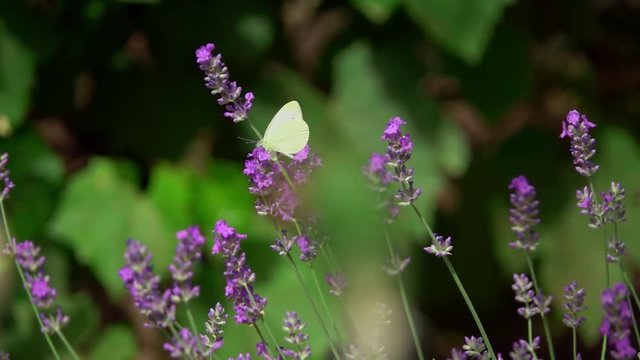 lavender flowers, Lavandula angustifolia,with a Large White, Pieris brassicae butterfly. Slow motion
