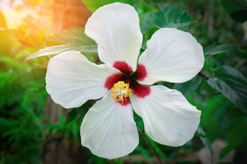 white hibiscus flower in garden