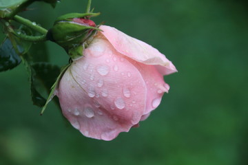 Obraz premium rosa Rose mit Regentropfen