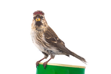 Female Common Redpoll