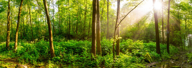 Fototapeta na wymiar Sunrise in a green forest with brook