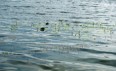 Flowering water flowers: yellow water lilies (Núphar lútea)