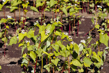 蕎麦の花が咲く蕎麦畑　日本
