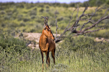 Red Hartebeest, Alcelaphus buselaphus caama, in tall grass, Kalahari South Africa