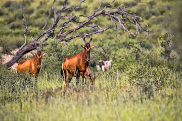 Naklejka na ściany i meble Red Hartebeest, Alcelaphus buselaphus caama, in tall grass, Kalahari South Africa