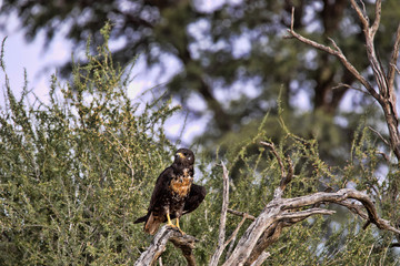 Fototapeta premium Black kite, Milvus migrans, Kalahari, South Africa