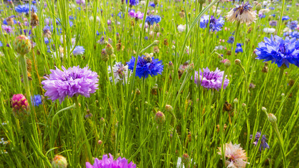 sfondo fiori selvatici colorati bellissimi