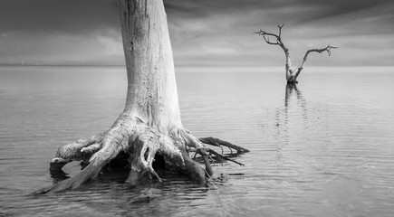 Raices © bauserphoto