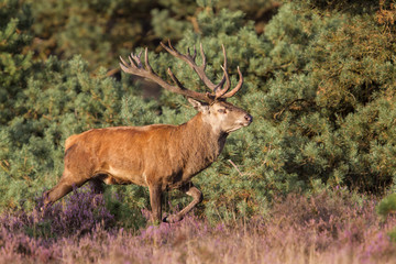 Red deer stag in the rutting seasons on the moorlands in the forest of Hoge Veluwe National Park in The Netherlands