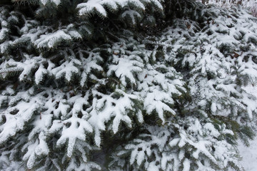 Fresh snow on branches of blue spruce