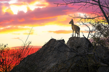 Steenbok at sunset in Kruger National Park