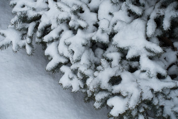Layer of snow on branches of blue spruce