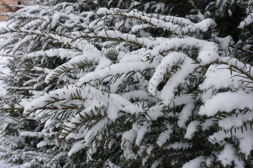 Fresh snow on branches of yew in winter