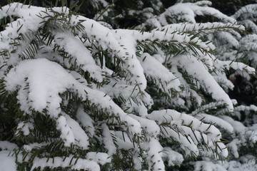 Layer of snow on English yew branches