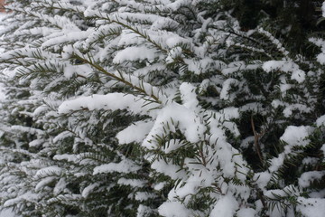 Needles of yew covered with snow in winter