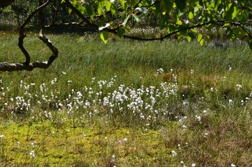 Naturlandschaft Hochmoor mit Wollgras 