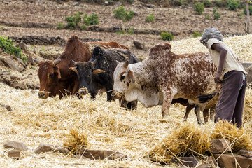 A man threshing the grain with three oxen - Amhara - Ethiopia