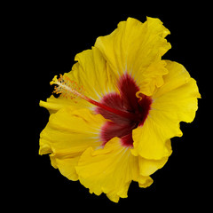 Hibiskus gelb © Digitalpress