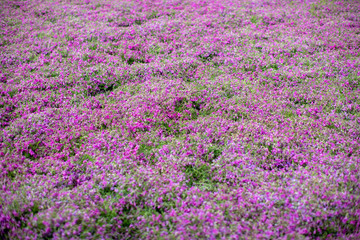 pink moss field at Shibazakura flower festival