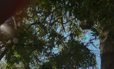 Muriqui São Francisco Xavier