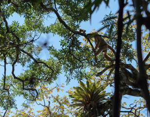 Muriqui São Francisco Xavier