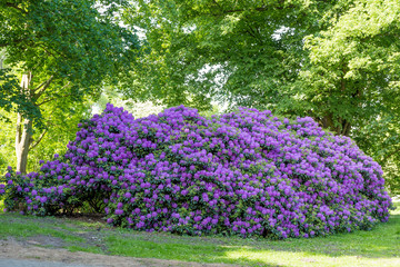Blühender Rhododendron Azalee Lila 