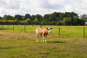 Naklejka na ściany i meble Calf on a juicy pasture