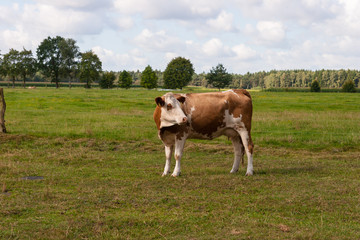 Cow on a juicy pasture