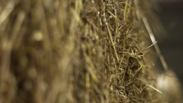 Harvested fresh golden hay lies at farm side by side. Macro close up
