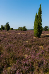 Lueneburg Heath