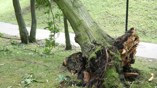The tree fell from a strong storm wind in a city park in Poland