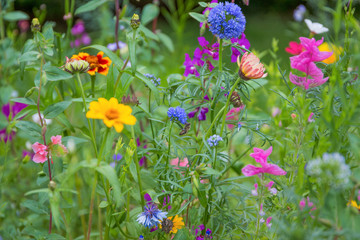 Obraz premium Wildblumen Wiese Im Frühling Biene Bestäuben
