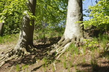 Baumstamm mit Baumwurzeln