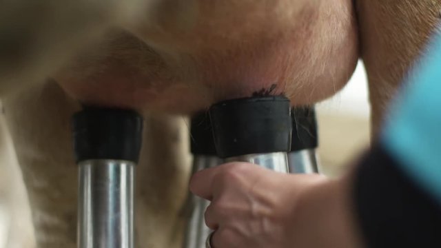 Old female worker in blue clothes attaches cow's udder to milking machine for getting fresh milk. Close up