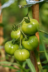 Tomatoes on vines in a greenhouse