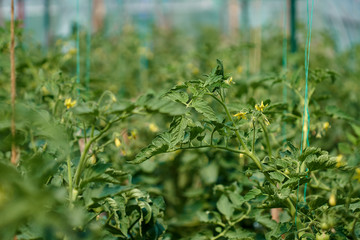 Tomatoes on vines in a greenhouse