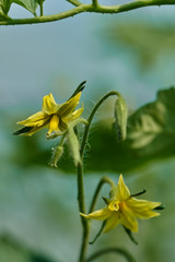 Small tomato flowers
