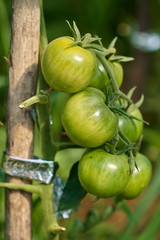 Tomatoes on vines in a greenhouse