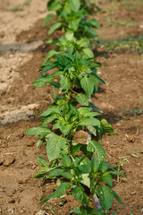 Pepper plants in rows