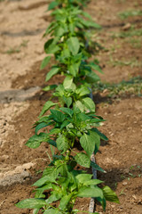 Pepper plants in rows