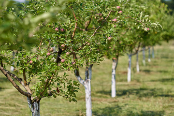 Fototapeta na wymiar Orchard of apple trees
