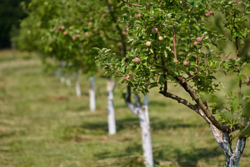 Fototapeta na wymiar Orchard of apple trees