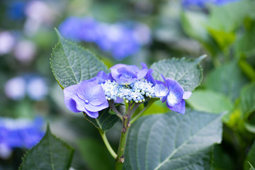 紫色のあじさいの花のアップ	