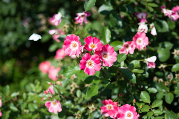 ピンク色のばら「ピンクメイディランド」の花のアップ	